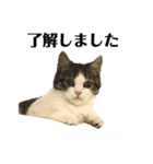 柚子猫ちゃん（個別スタンプ：1）