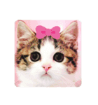 柚子猫ちゃん（個別スタンプ：3）