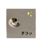 柚子猫ちゃん（個別スタンプ：4）