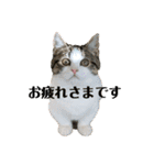 柚子猫ちゃん（個別スタンプ：5）