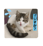 柚子猫ちゃん（個別スタンプ：7）