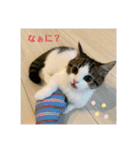 柚子猫ちゃん（個別スタンプ：8）