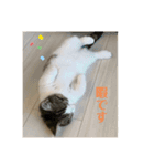 柚子猫ちゃん（個別スタンプ：10）