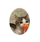 柚子猫ちゃん（個別スタンプ：11）