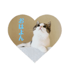 柚子猫ちゃん（個別スタンプ：12）