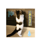 柚子猫ちゃん（個別スタンプ：13）