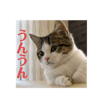 柚子猫ちゃん（個別スタンプ：15）