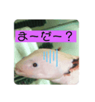 ほっちゃん日常2（個別スタンプ：7）