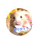 ハムスターまみれ（個別スタンプ：7）