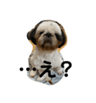 TENNCHA①（個別スタンプ：2）