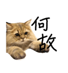 エイミーの猫友達（個別スタンプ：2）