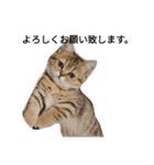 エイミーの猫友達（個別スタンプ：4）