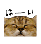 エイミーの猫友達（個別スタンプ：5）