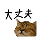 エイミーの猫友達（個別スタンプ：6）