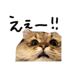 エイミーの猫友達（個別スタンプ：7）