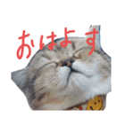 エイミーの猫友達（個別スタンプ：8）