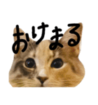 エイミーの猫友達（個別スタンプ：10）