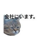 エイミーの猫友達（個別スタンプ：11）