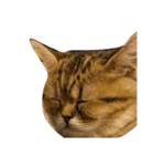エイミーの猫友達（個別スタンプ：12）