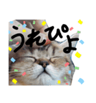 エイミーの猫友達（個別スタンプ：13）