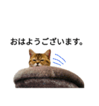 エイミーの猫友達（個別スタンプ：14）