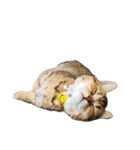 エイミーの猫友達（個別スタンプ：15）