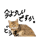 エイミーの猫友達（個別スタンプ：16）
