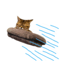 エイミーの猫友達（個別スタンプ：17）