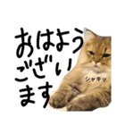 エイミーの猫友達（個別スタンプ：18）