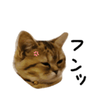 エイミーの猫友達（個別スタンプ：19）