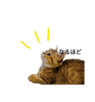 エイミーの猫友達（個別スタンプ：20）