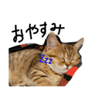 エイミーの猫友達（個別スタンプ：21）
