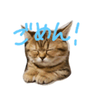 エイミーの猫友達（個別スタンプ：22）