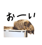 エイミーの猫友達（個別スタンプ：23）
