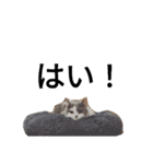 エイミーの猫友達（個別スタンプ：24）