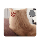 キャラ濃いめ猫（個別スタンプ：1）