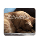 キャラ濃いめ猫（個別スタンプ：2）