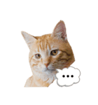 キャラ濃いめ猫（個別スタンプ：4）