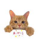キャラ濃いめ猫（個別スタンプ：7）