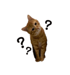 キャラ濃いめ猫（個別スタンプ：8）
