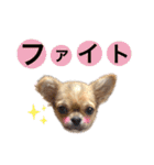 ひめちゃんはアイドル♡withののちゃん（個別スタンプ：24）