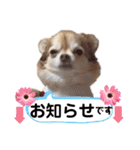 ひめちゃんはアイドル♡withののちゃん（個別スタンプ：31）