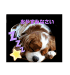 キャバリアの一言（個別スタンプ：1）