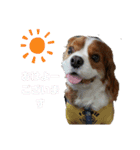 キャバリアの一言（個別スタンプ：2）