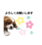 キャバリアの一言（個別スタンプ：3）