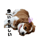 キャバリアの一言（個別スタンプ：6）