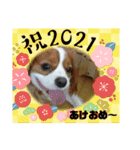 キャバリアの一言（個別スタンプ：15）