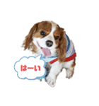 キャバリアの一言（個別スタンプ：17）