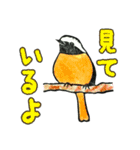 ジョウビタキだらけのはんこスタンプ（個別スタンプ：7）