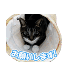 猫のりんたろーとチャチャ（個別スタンプ：19）